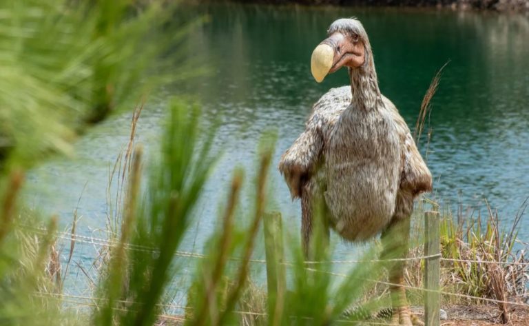 Dront Animal Маврикийский дронт (птица Додо): описание, фото, где обитали, чем ...